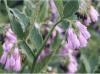 Comfrey Symphytum officinale